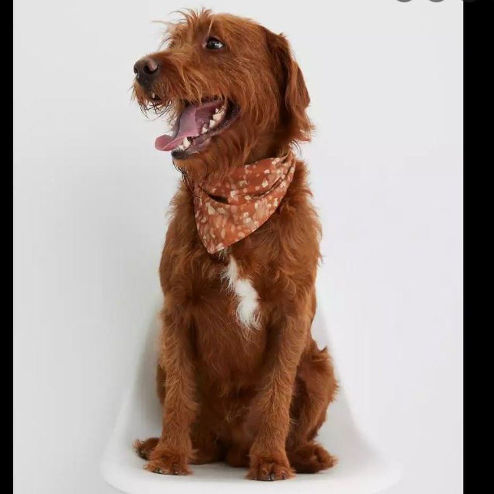 Dog Brown & White Bandana